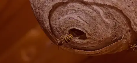 dératisation Bannalec-1