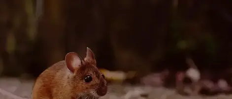 dératisation à Bannalec - image 2