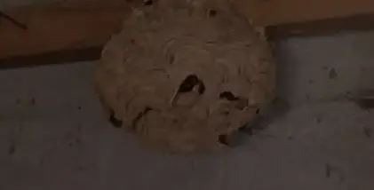 dératisation à Bannalec - image 3