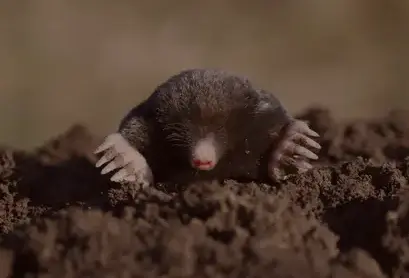 dératisation à Bannalec - image 4