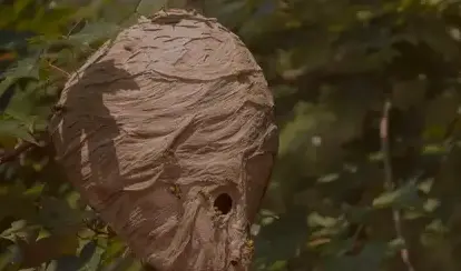 dératisation Bannalec-5