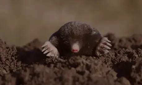 dératisation Pont-Aven-1