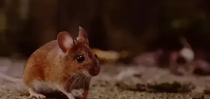 dératisation à Pont-Aven - image 2