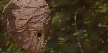 dératisation à Pont-Aven - image 3