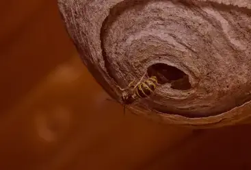 dératisation à Pont-Aven - image 4