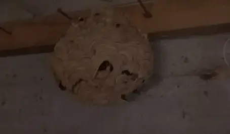 dératisation Pont-Aven-5