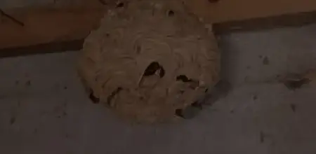 dératisation Quimperlé-1