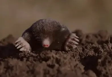 dératisation à Quimperlé - image 2