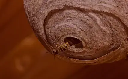 dératisation à Quimperlé - image 3