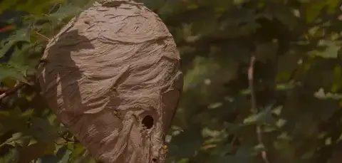 dératisation à Quimperlé - image 4