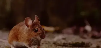 dératisation Quimperlé-5