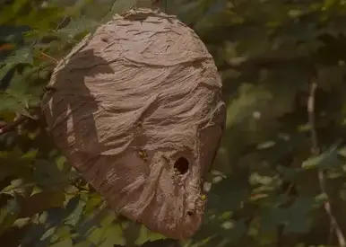 désinsectisation Bannalec-1