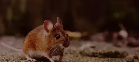 désinsectisation à Bannalec - image 2