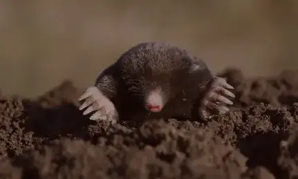 désinsectisation à Bannalec - image 3