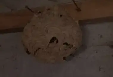 désinsectisation à Bannalec - image 4