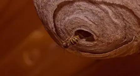 désinsectisation Bannalec-5