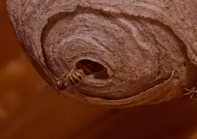 désinsectisation Pont-Aven-1