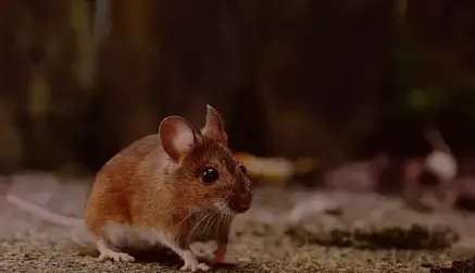 désinsectisation à Pont-Aven - image 2