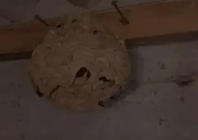 désinsectisation à Pont-Aven - image 3