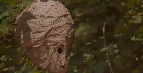 désinsectisation à Pont-Aven - image 4