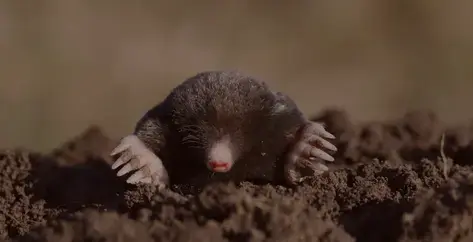 désinsectisation Pont-Aven-5