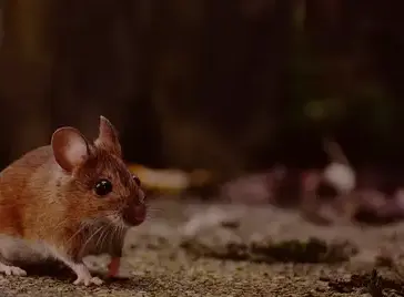 désinsectisation Quimperlé-1