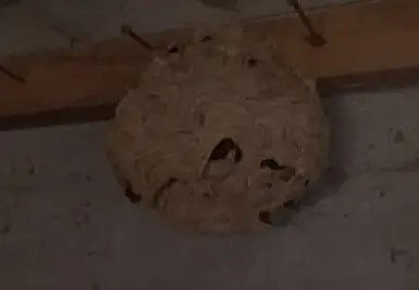 désinsectisation à Quimperlé - image 2