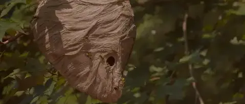 désinsectisation à Quimperlé - image 3