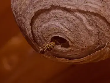 désinsectisation à Quimperlé - image 4