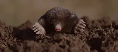 désinsectisation Quimperlé-5