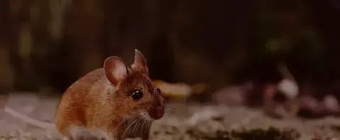 destruction de nid de guêpe Bannalec-1