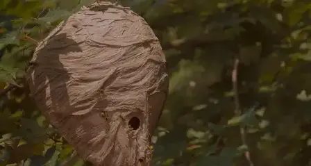 destruction de nid de guêpe à Bannalec - image 2