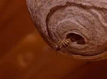 destruction de nid de guêpe à Bannalec - image 3