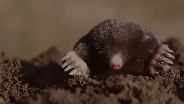 destruction de nid de guêpe à Bannalec - image 4