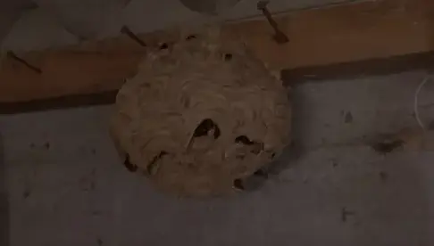 destruction de nid de guêpe Bannalec-5