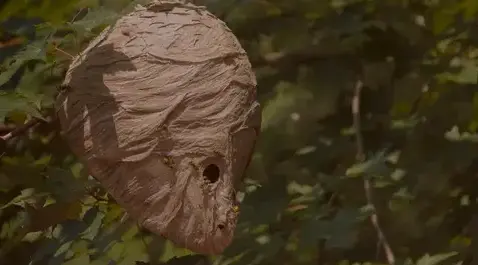 destruction de nid de guêpe Pont-Aven-1