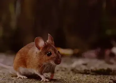 destruction de nid de guêpe à Pont-Aven - image 2