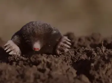 destruction de nid de guêpe à Pont-Aven - image 3