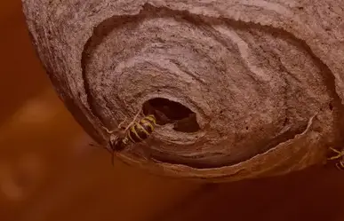 destruction de nid de guêpe à Pont-Aven - image 4
