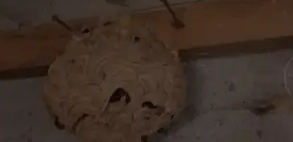 destruction de nid de guêpe Pont-Aven-5