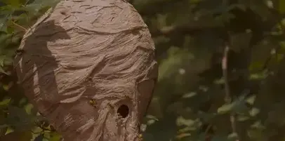 destruction de nid de guêpe à Quimperlé - image 2