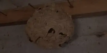 destruction de nid de guêpe à Quimperlé - image 3