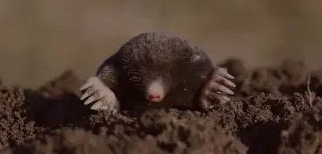 destruction de nid de guêpe à Quimperlé - image 4