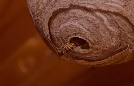 destruction de nid de guêpe Quimperlé-5